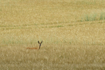 BUITEN BEELD Foto: 417542