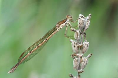 BUITEN BEELD Foto: 417543