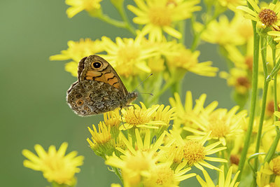 BUITEN BEELD Foto: 417545