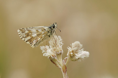 BUITEN BEELD Foto: 417546