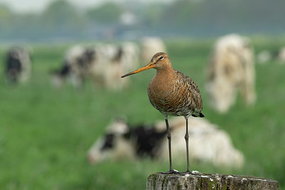 BUITEN BEELD Foto: 417566