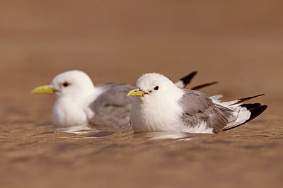 BUITEN BEELD Foto: 417583