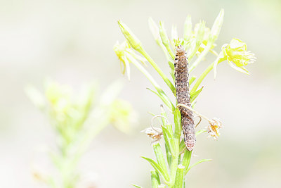 BUITEN BEELD Foto: 417616