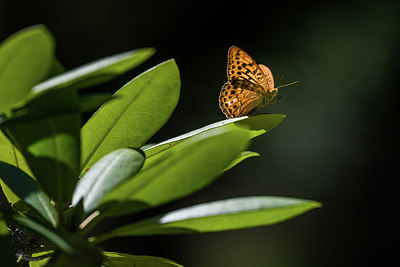 BUITEN BEELD Foto: 417618