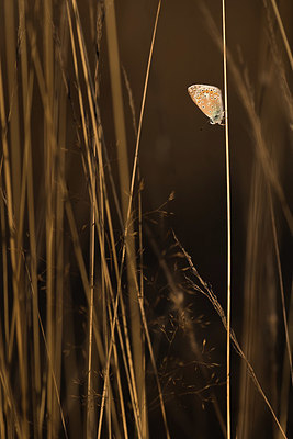 BUITEN BEELD Foto: 417622