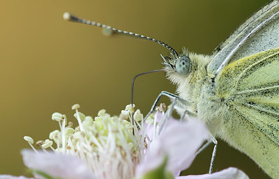 BUITEN BEELD Foto: 417634