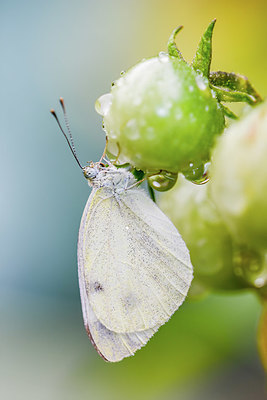 BUITEN BEELD Foto: 417638