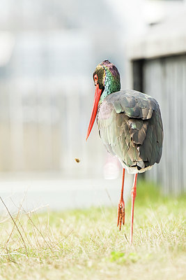 BUITEN BEELD Foto: 417655