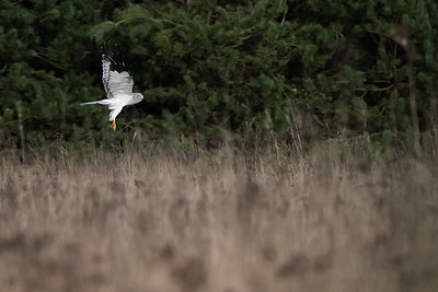 BUITEN BEELD Foto: 417656