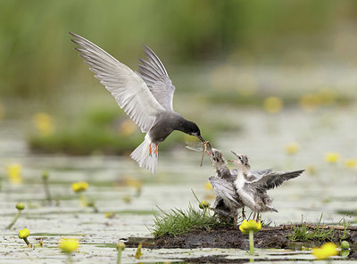 BUITEN BEELD Foto: 417694