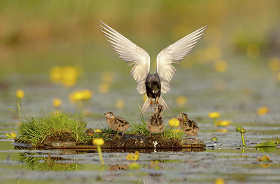 BUITEN BEELD Foto: 417696