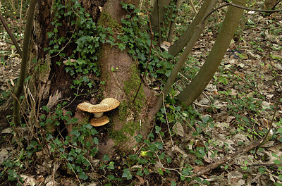 BUITEN BEELD Foto: 417705