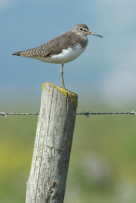 BUITEN BEELD Foto: 417712