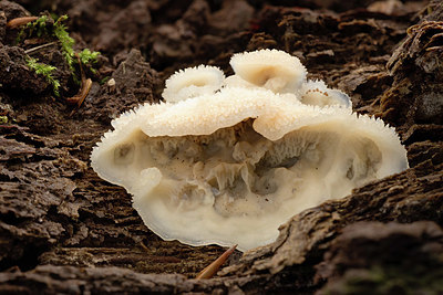 BUITEN BEELD Foto: 417723