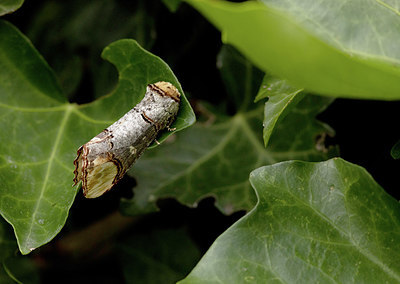BUITEN BEELD Foto: 417724