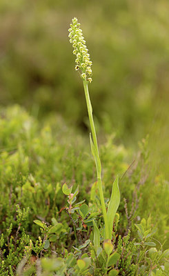 BUITEN BEELD Foto: 417731