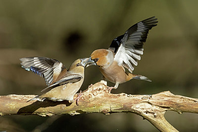 BUITEN BEELD Foto: 417740