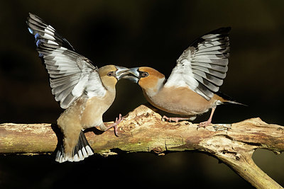BUITEN BEELD Foto: 417741