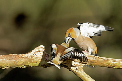 BUITEN BEELD Foto: 417742