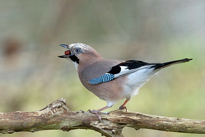 BUITEN BEELD Foto: 417747