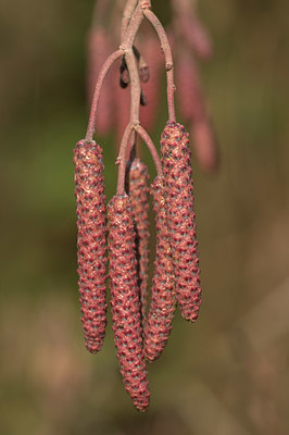 BUITEN BEELD Foto: 417763