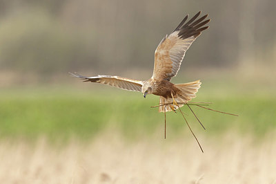 BUITEN BEELD Foto: 417767