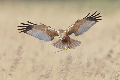 BUITEN BEELD Foto: 417770