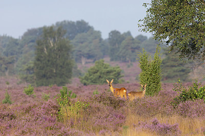 BUITEN BEELD Foto: 417787