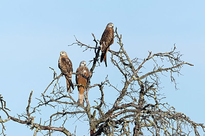 BUITEN BEELD Foto: 417788