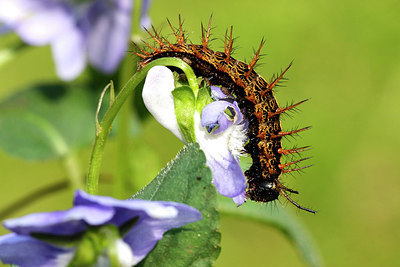 BUITEN BEELD Foto: 417793