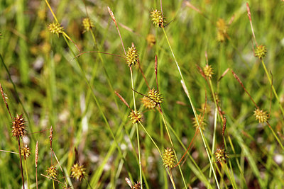 BUITEN BEELD Foto: 417794