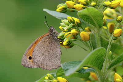 BUITEN BEELD Foto: 417797