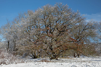 BUITEN BEELD Foto: 417831