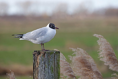 BUITEN BEELD Foto: 417919