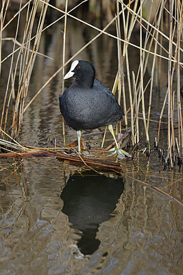 BUITEN BEELD Foto: 417941