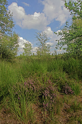 BUITEN BEELD Foto: 418027