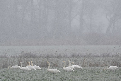 BUITEN BEELD Foto: 418169