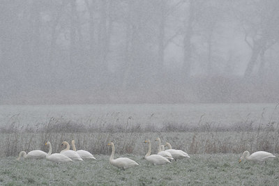 BUITEN BEELD Foto: 418169