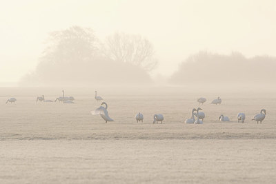 BUITEN BEELD Foto: 418177