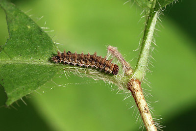 BUITEN BEELD Foto: 418212