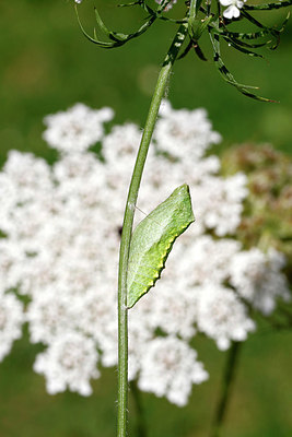 BUITEN BEELD Foto: 418216