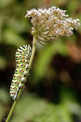 BUITEN BEELD Foto: 418224