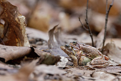 BUITEN BEELD Foto: 418275