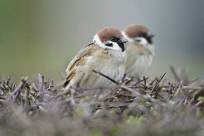 BUITEN BEELD Foto: 418285