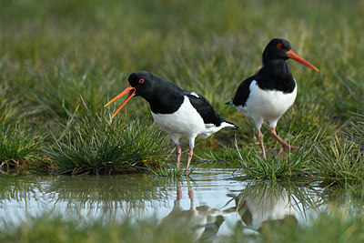 BUITEN BEELD Foto: 418289