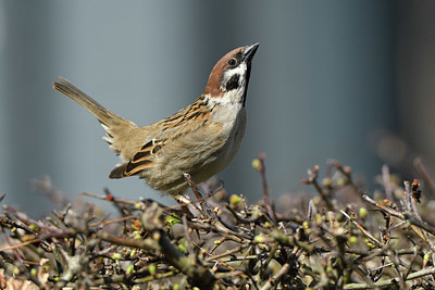 BUITEN BEELD Foto: 418296