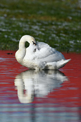 BUITEN BEELD Foto: 418298