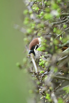 BUITEN BEELD Foto: 418314