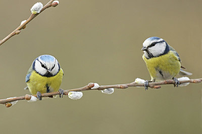 BUITEN BEELD Foto: 418370