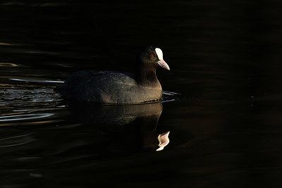 BUITEN BEELD Foto: 418371